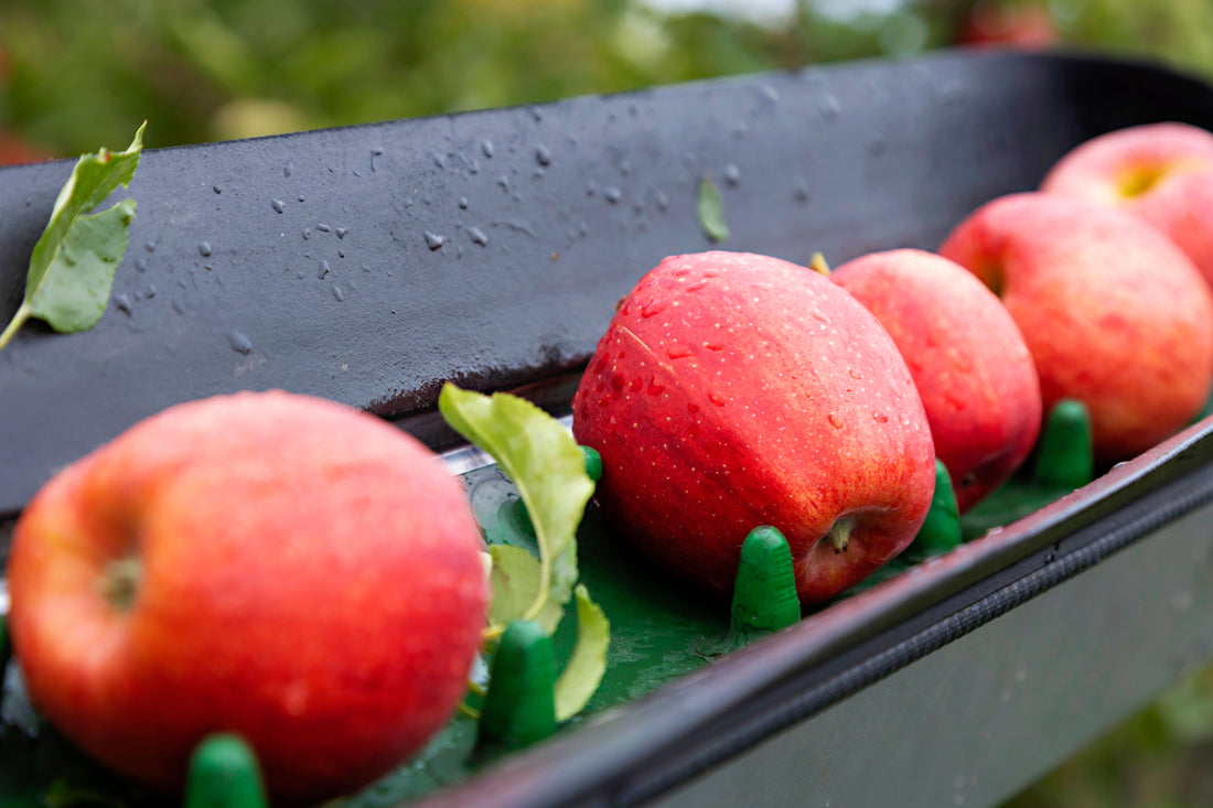Martin's Family Fruit Farm