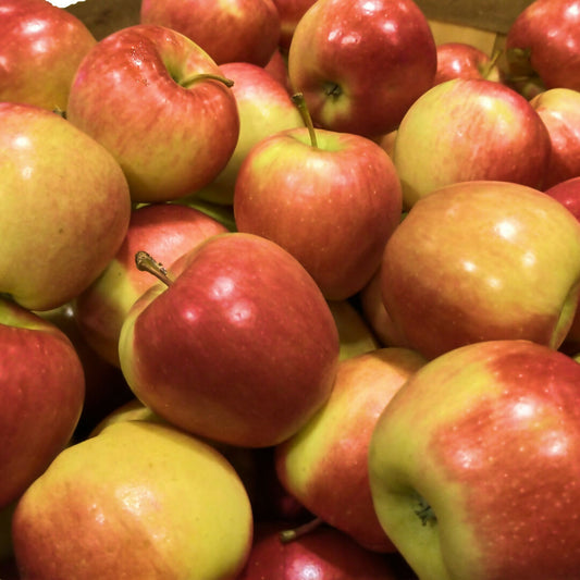 8lb Apple Bundle